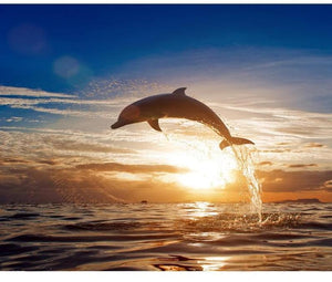 Dolphin In The Sunset Painting By Numbers