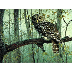 Owl On The Tree DIY Painting By Numbers