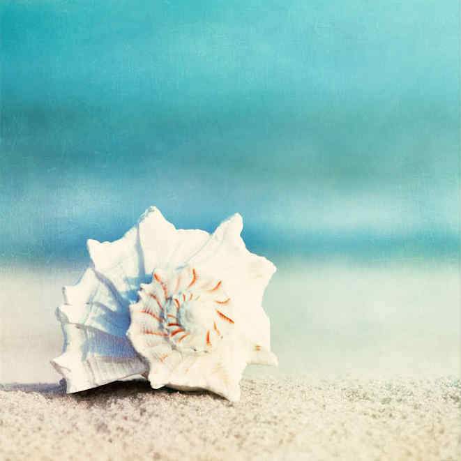 Painting By Diamond Kit Square Shells By The Sea