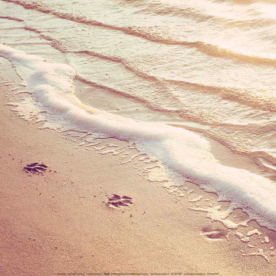 Painting By Diamond Kit Square Shells By The Sea