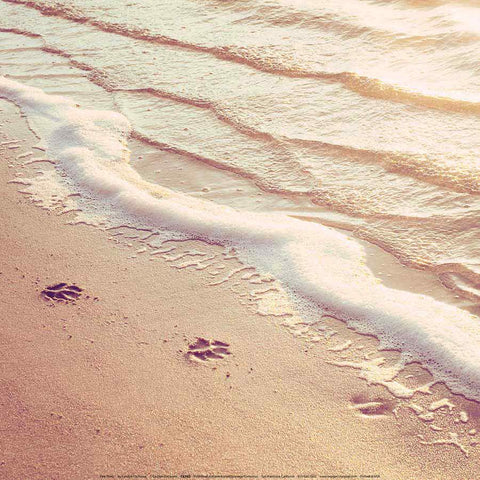 Image of Painting By Diamond Kit Square Shells By The Sea